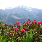 Fr�hlingserwachen in den Bergen (7+1 Tag GRATIS)