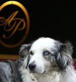 Meraner Wander- und Relaxurlaub mit Hund