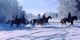 Ausritt in der Winterlandschaft des Naturschutzgebietes