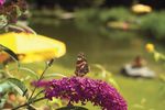Zomer vertering - Betoverende zonsondergangen in de Alpen