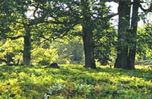 wald3.jpg