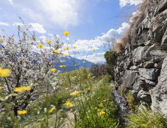 Top Angebot: Frühlings-Wanderwoche in Südtirol - Landhotel Anna & Reiterhof Vill