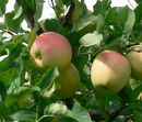 I collect my apple directly from the tree 