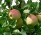 Ich pflück'mir meinen Apfel direkt vom Baum