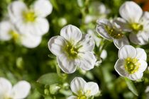 FrühlingsErwachen | 3 ÜN
