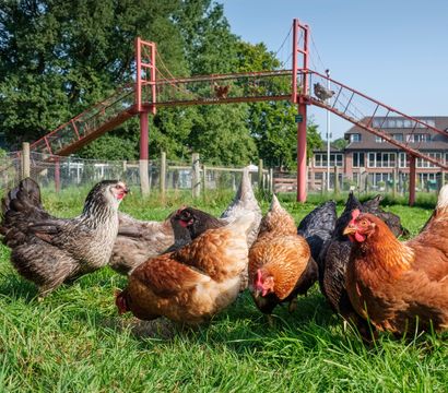 Angebot: Das perfekte Osterfest - Romantik Hotel Jagdhaus Eiden am See