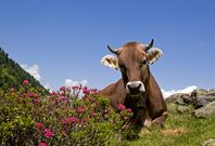 Tirol: Natur pur im Herzen Europas